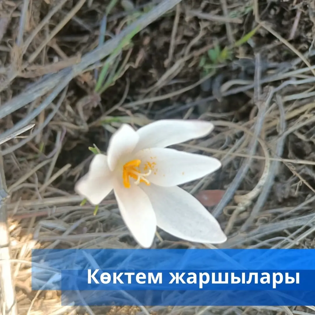 Орманды қорғау жұмыстары жүргізілуде